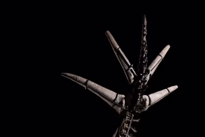 Stegosaurus Skelett oksjon