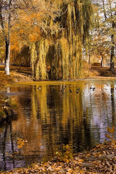 Linnud Manor House Spa pargis